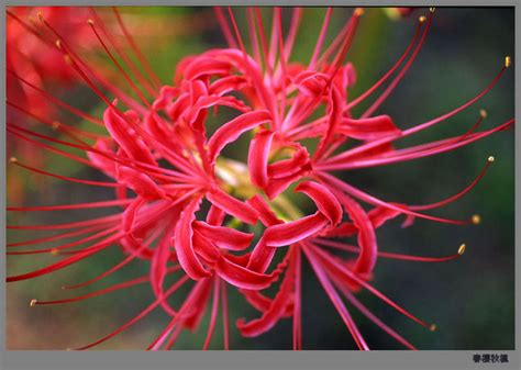 曼陀羅華 曼珠沙華|曼珠沙華(彼岸花（曼珠沙華）):植物介紹,花名起源,生長習性,形態。